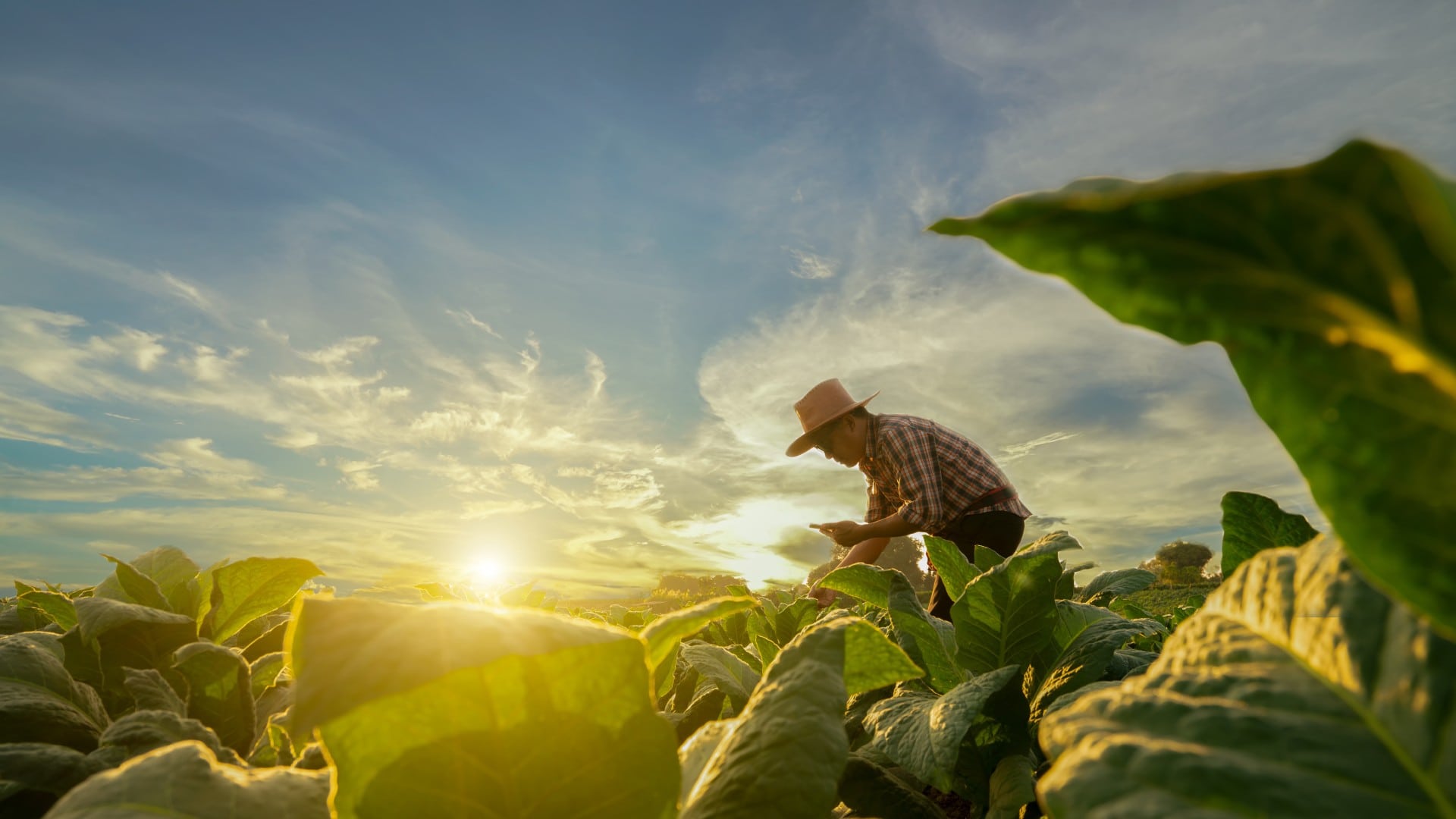 an agriculturalist works in a field