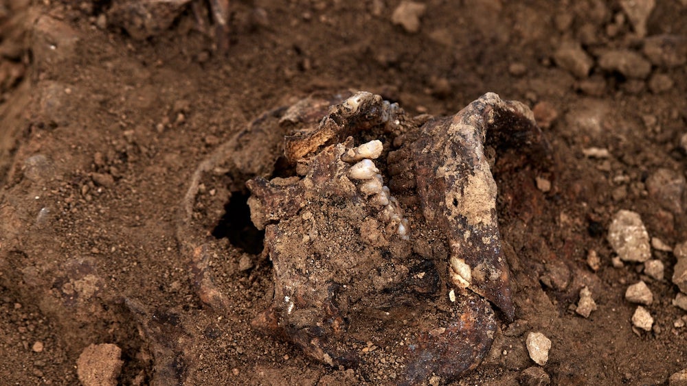 Human skull buried in soil | How GPR Works | US Radar